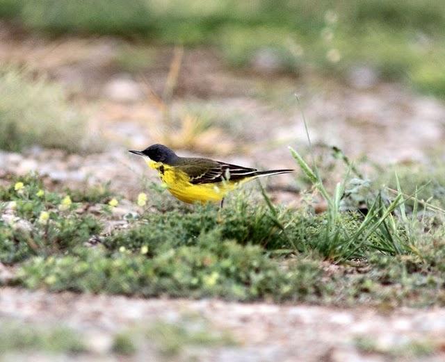 POR LOS CAMPOS DE PITILLAS-NAVARRA POR LOS CAMPOS DE PITILLAS-NAVARRA