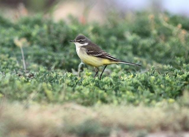POR LOS CAMPOS DE PITILLAS-NAVARRA POR LOS CAMPOS DE PITILLAS-NAVARRA