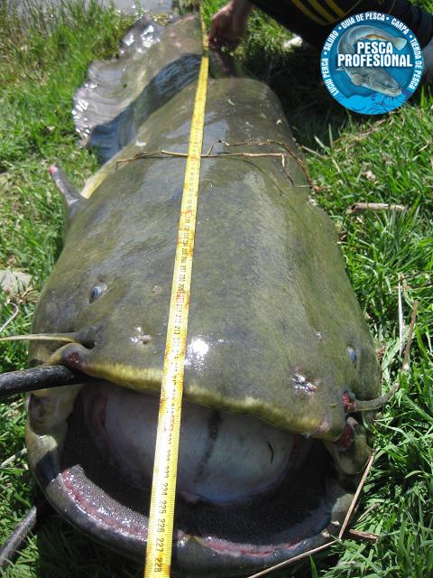 catfish PESCADORES DE VALENCIA