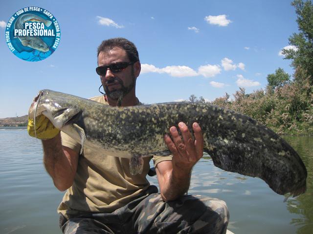 catfish PESCADORES DE VALENCIA