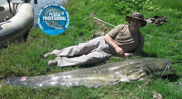 catfish PESCADORES DE VALENCIA