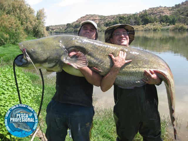 catfish PESCADORES DE VALENCIA