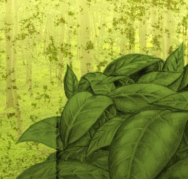 hojas Mientras espero,… unas hojas.