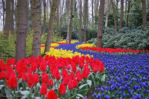 Colores en el Jardín