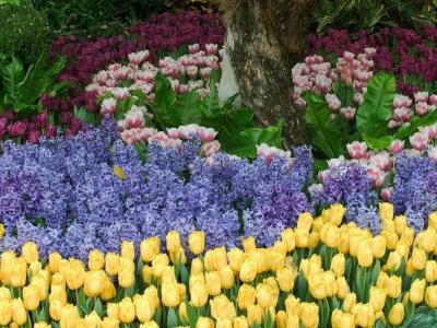 Colores en el Jardín