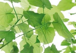 Sumisión #Tao Sumisión #Tao