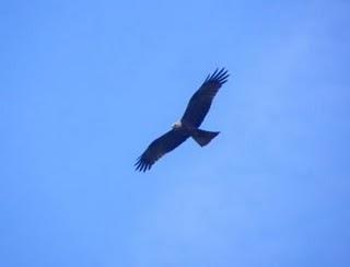 Las aves rapaces más frecuentes