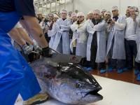 La pesca del atún rojo en Barbate se convierte en atracción turística La pesca del atún rojo en Barbate se convierte en atracción turística