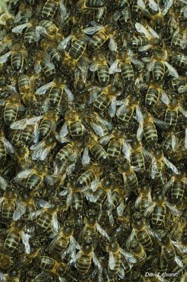 El éxodo de la vieja reina El éxodo de la vieja reina