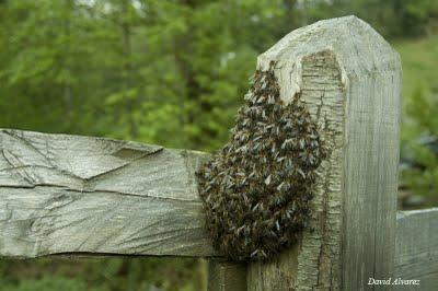 El éxodo de la vieja reina El éxodo de la vieja reina