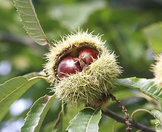 Sweet chestnut/ castaño dulce