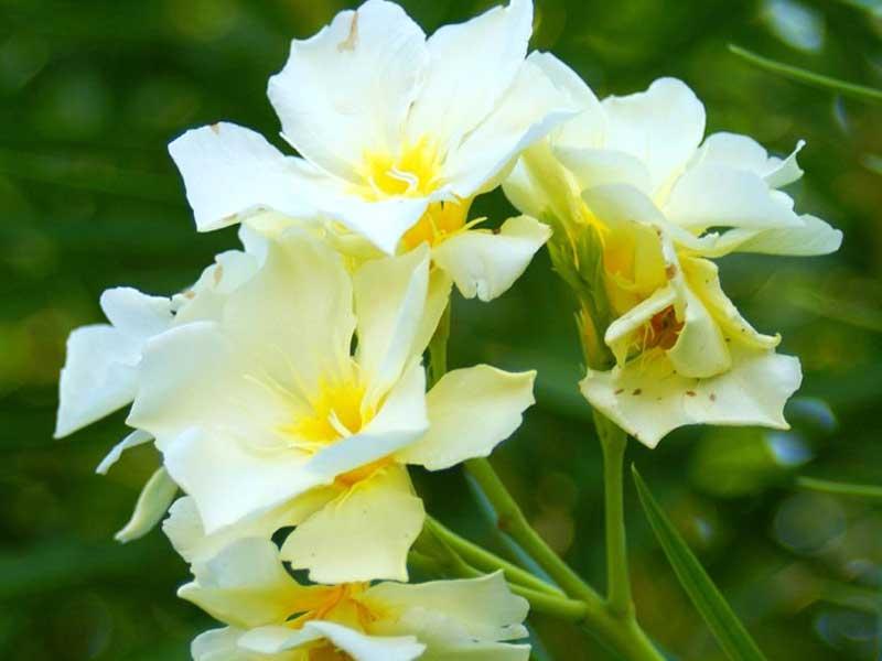 Flores de junio Paperblog