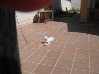 Migaja, sus dueños se mudaron y la abandonaron. (Sevilla) Migaja, sus dueños se mudaron y la abandonaron. (Sevilla)