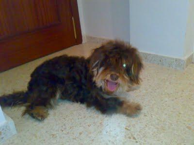PIRATA, perdió un ojo por las palizas recibidas. (Badajoz) PIRATA, perdió un ojo por las palizas recibidas. (Badajoz)