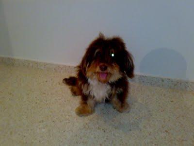 PIRATA, perdió un ojo por las palizas recibidas. (Badajoz) PIRATA, perdió un ojo por las palizas recibidas. (Badajoz)