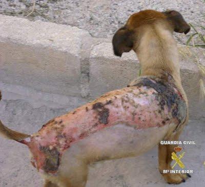 Detenido por prender fuego a un perro Detenido por prender fuego a un perro