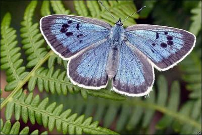 MARIPOSAS EUROPEAS EN PELIGRO DE EXTINCIÓN