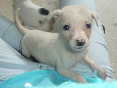 Nala, cachorrita de galgo en adopción. (CÓRDOBA) Nala, cachorrita de galgo en adopción. (CÓRDOBA)