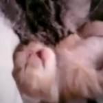 Pesadillas gatunas consoladas por mamá…… Pesadillas gatunas consoladas por mamá……