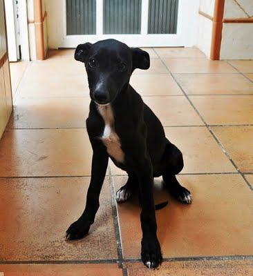 NO QUIERE SER PERRO DE CAZA, QUIERE SER PERRO DE CASA! (PUERTO REAL) NO QUIERE SER PERRO DE CAZA, QUIERE SER PERRO DE CASA! (PUERTO REAL)