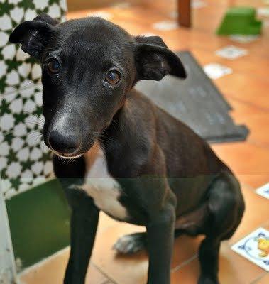 NO QUIERE SER PERRO DE CAZA, QUIERE SER PERRO DE CASA! (PUERTO REAL) NO QUIERE SER PERRO DE CAZA, QUIERE SER PERRO DE CASA! (PUERTO REAL)