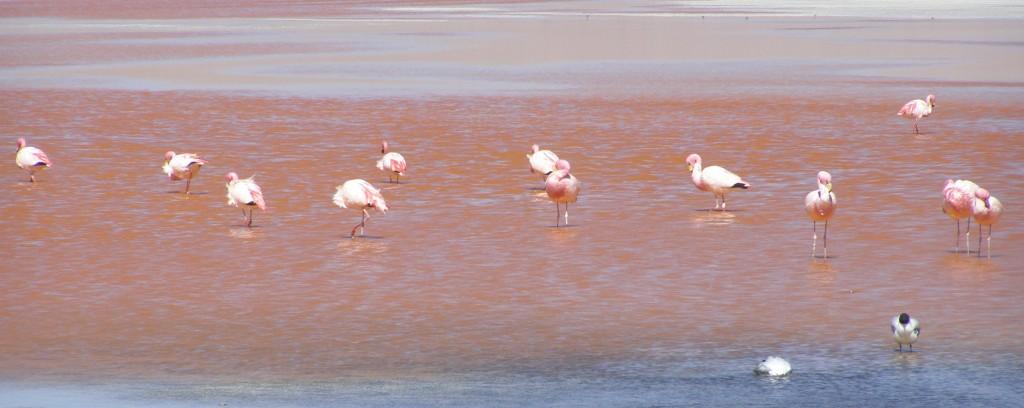 Flamencos en la laguna Colorada