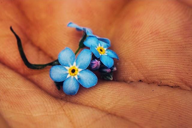 ¿Qué es la vida? ¿Qué es la vida?