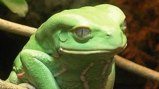 Un equipo de científicos ha descubierto una proteína en la piel de la rana mono encerada que podría frenar el desarrollo de los tumores Un equipo de científicos ha descubierto una proteína en la piel de la rana mono encerada que podría frenar el desarrollo de los tumores