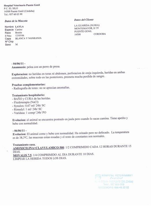 BRETONCITA DESTROZADA POR PERRA DE PRESA.ojo!!!, imágenes fuertes!!!!! BRETONCITA DESTROZADA POR PERRA DE PRESA.ojo!!!, imágenes fuertes!!!!!