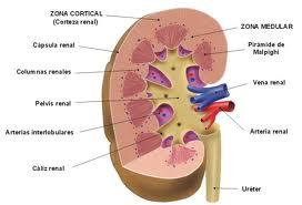 Lesión renal aguda perioperatoria Lesión renal aguda perioperatoria