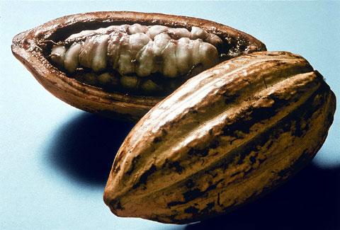 El Cacao su cultivo