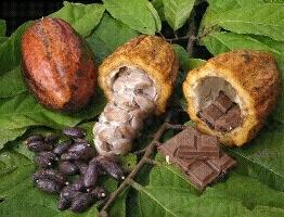 El Cacao su cultivo