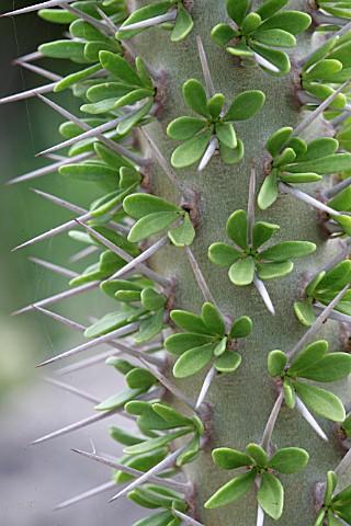 Las Suculentas son una buena opción DIDIEREA_TROLLII_PLANT_PIEUVRE_DIDIERACEAE_SUCCULENT_PLANT_WITH_CAUDEX_PINEE_MADAGASCAR_FAIRCHILD_TR