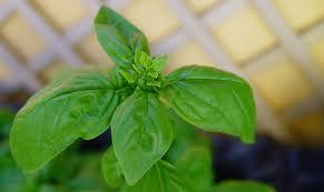 Plantas Antimosquitos Plantas Antimosquitos