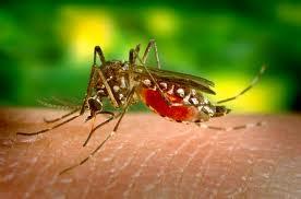Plantas Antimosquitos Plantas Antimosquitos