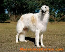 Borzoi, raza perros, fotos Borzoi, raza perros, fotos