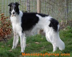Borzoi, raza perros, fotos Borzoi, raza perros, fotos