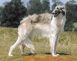 Borzoi, raza perros, fotos Borzoi, raza perros, fotos