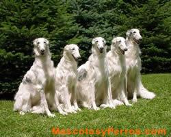 Borzoi, raza perros, fotos Borzoi, raza perros, fotos