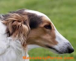 Borzoi, raza perros, fotos Borzoi, raza perros, fotos