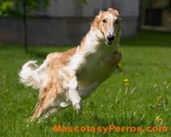 Borzoi, raza perros, fotos Borzoi, raza perros, fotos