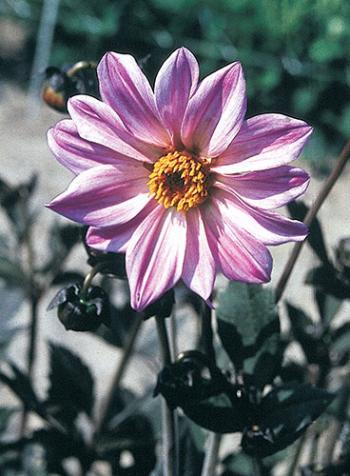 Hermosas DALIAS de follaje púrpura Dahlia 'Bishop of Leicester' (Perennial Dahlia)