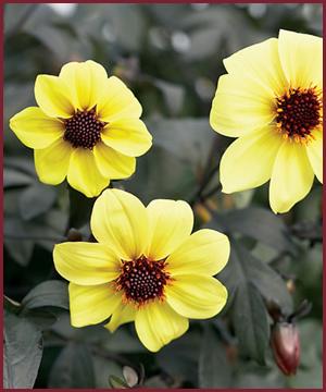 Hermosas DALIAS de follaje púrpura Hermosas DALIAS de follaje púrpura