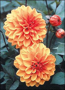 Hermosas DALIAS de follaje púrpura Hermosas DALIAS de follaje púrpura
