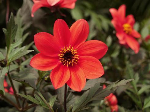 Hermosas DALIAS de follaje púrpura Hermosas DALIAS de follaje púrpura