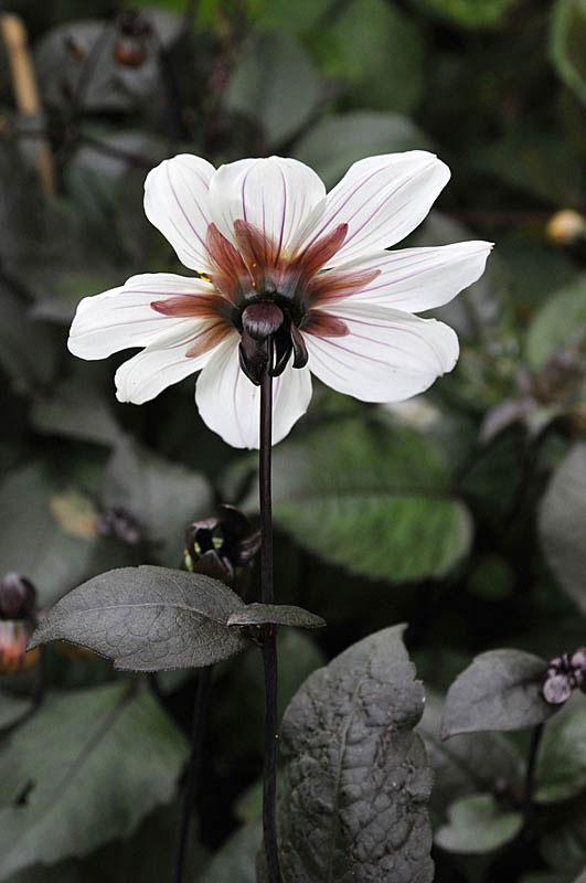 Hermosas DALIAS de follaje púrpura Hermosas DALIAS de follaje púrpura