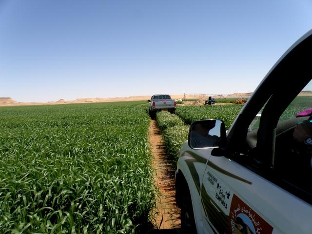 * 2011 ARGELIA * 2011 ARGELIA