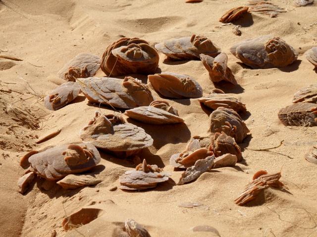 * 2011 ARGELIA * 2011 ARGELIA