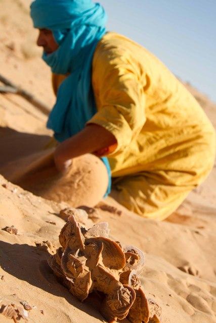 * 2011 ARGELIA * 2011 ARGELIA