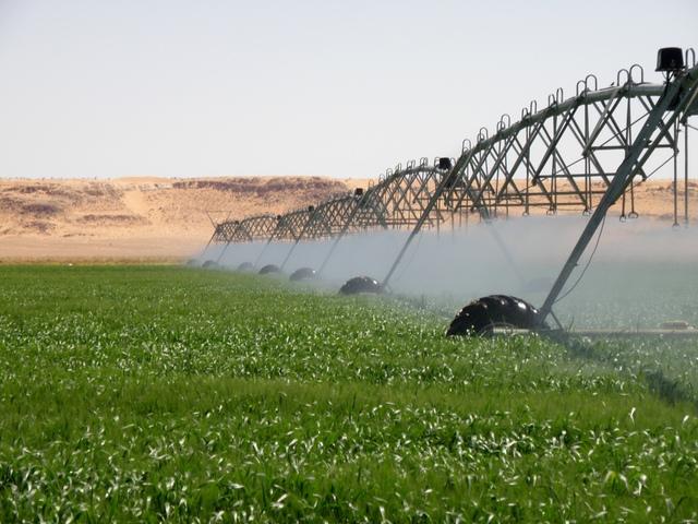 * 2011 ARGELIA * 2011 ARGELIA